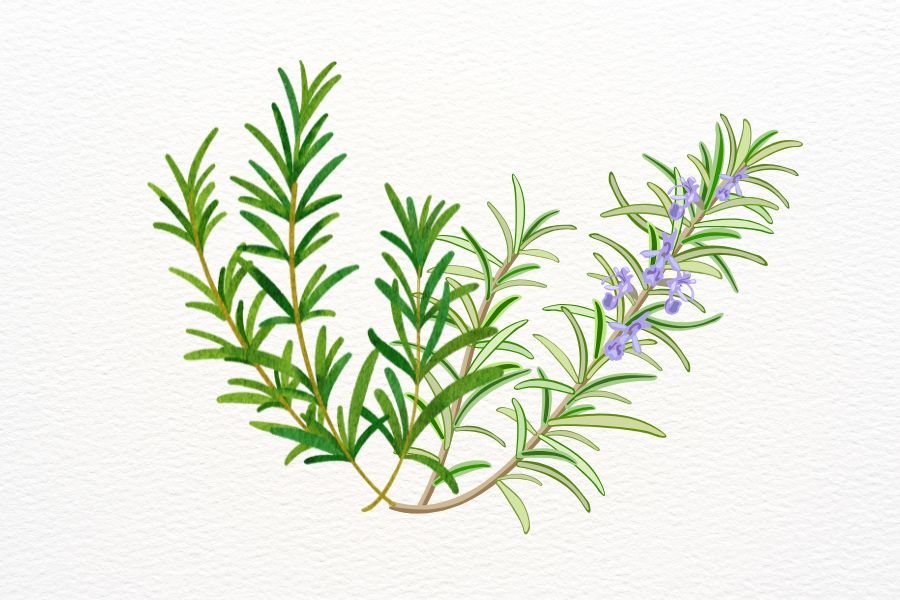 Banho de Alecrim – Rosemary Bath